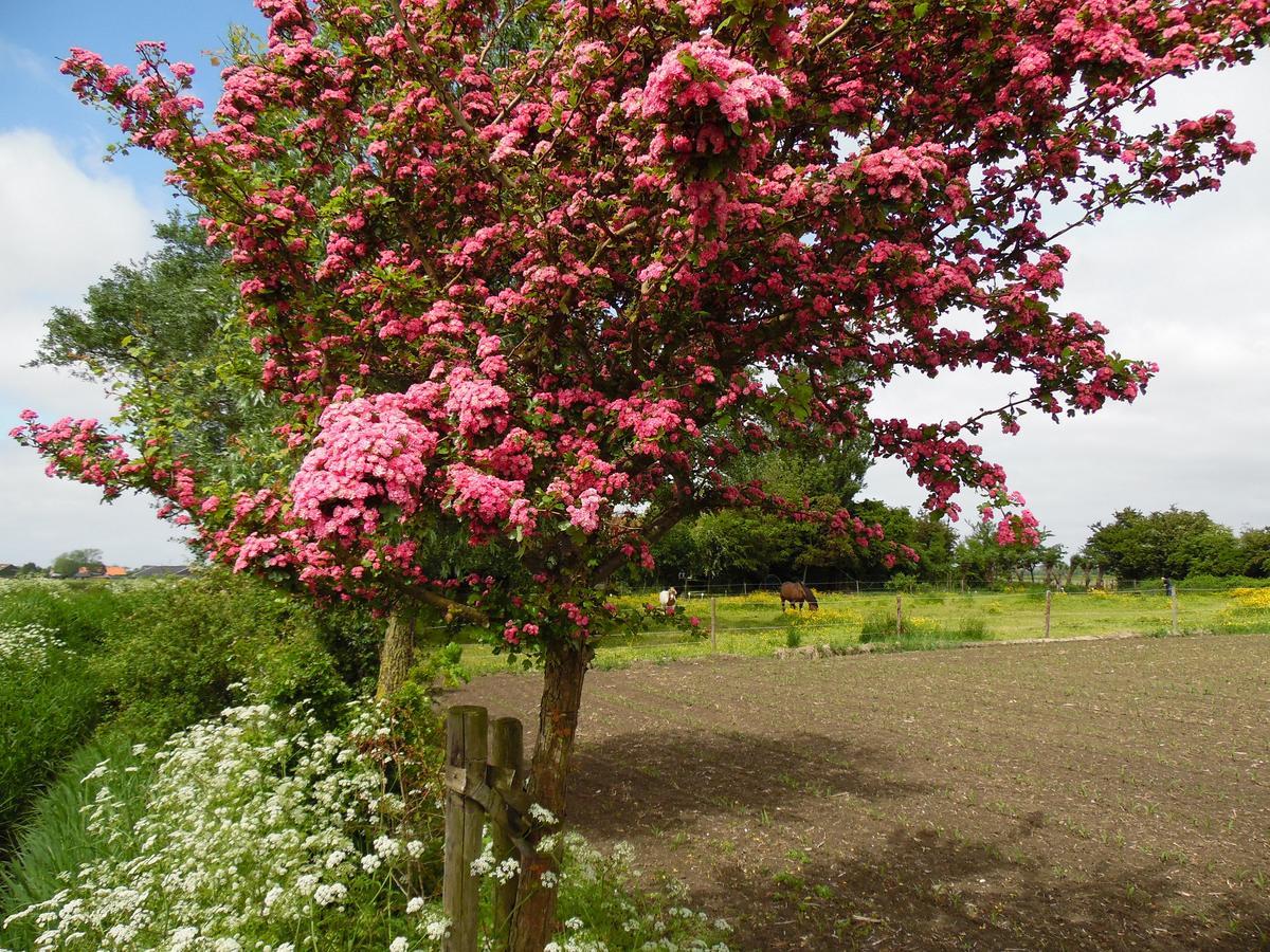 Gastenverblijven Boerderij Het Driespan 미델뷔르흐 외부 사진