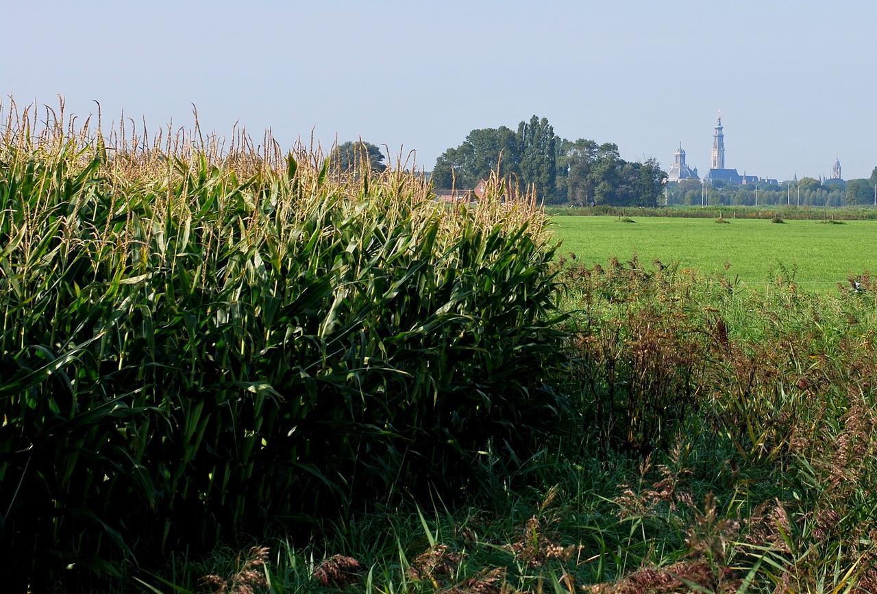 Gastenverblijven Boerderij Het Driespan 미델뷔르흐 외부 사진